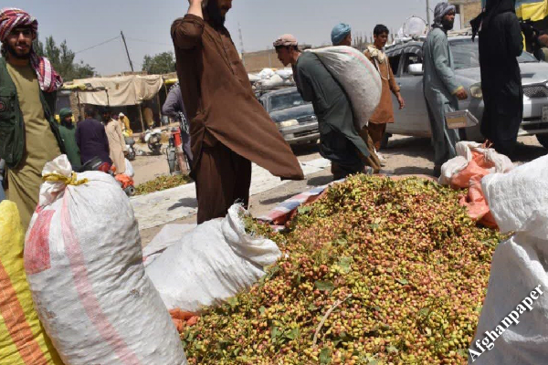 طلای سبز بادغیس در انبارها