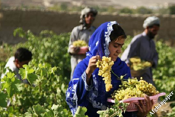 طالبان در بامیان «مسابقه مطالعه فرمان رهبر»