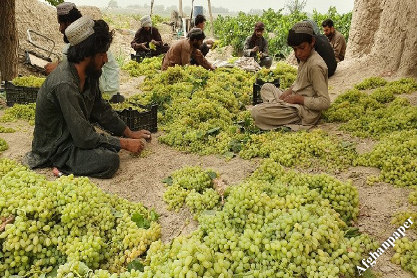 انگور افغانستان پشت دروازه های پاکستان