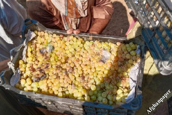 انگور افغانستان پشت دروازه های پاکستان